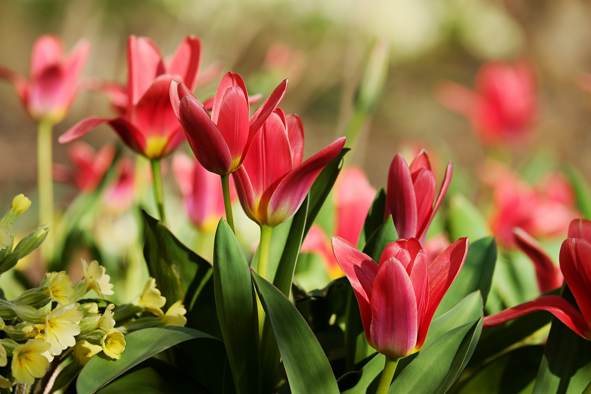 Jak dbać o tulipana